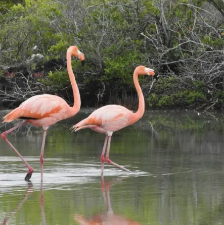 Day 6 – Transfer to Isabela and Wetlands Exploration 1
