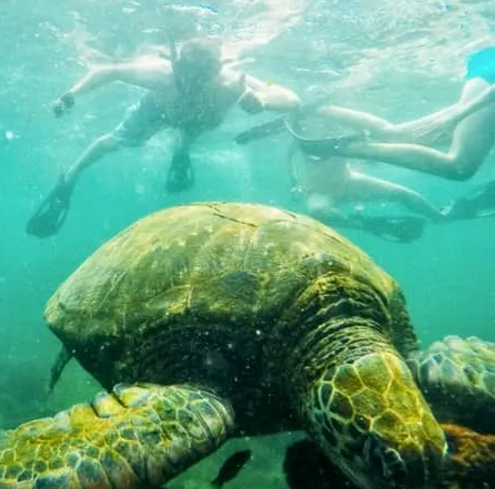 Day 7 – Snorkelling at Los Tuneles 1