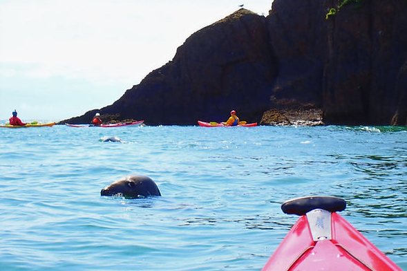Kayak Seal Safari – Tenby Beach to Caldey Island, photo 3