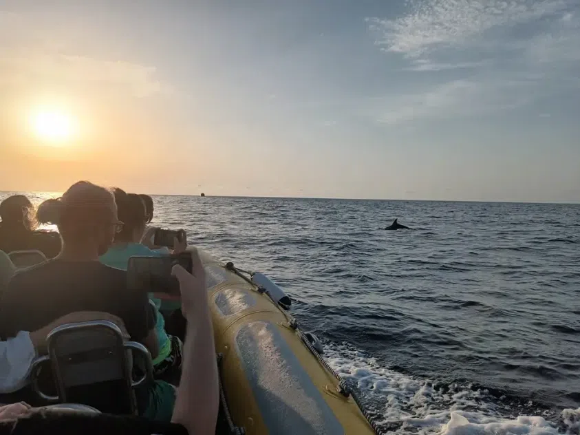 Dolphin Watching Boat Tour in Can Picafort gallery 10