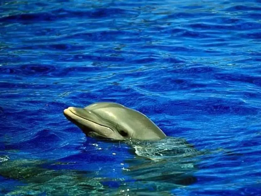 Dolphin Watching Boat Tour in Can Picafort gallery 2