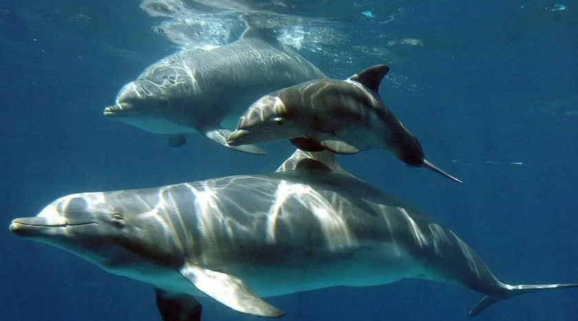 Dolphin Watching Boat Tour in Can Picafort gallery 3