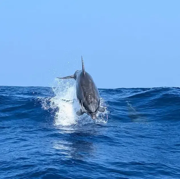 Dolphin Watching Boat Tour in Can Picafort gallery 5
