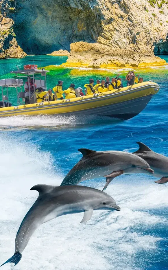Dolphin Watching Boat Tour in Can Picafort gallery 6