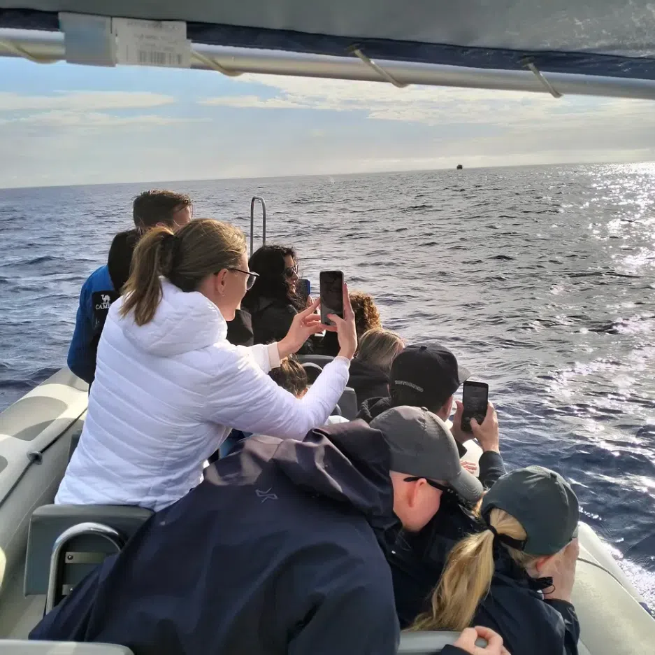 Dolphin Watching Boat Tour in Can Picafort gallery 8