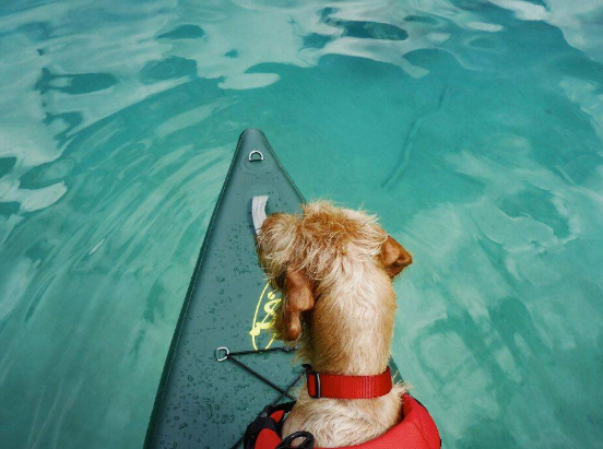 Dog Friendly SUP and Kayaking Adventures in Newquay Harbour, photo 2