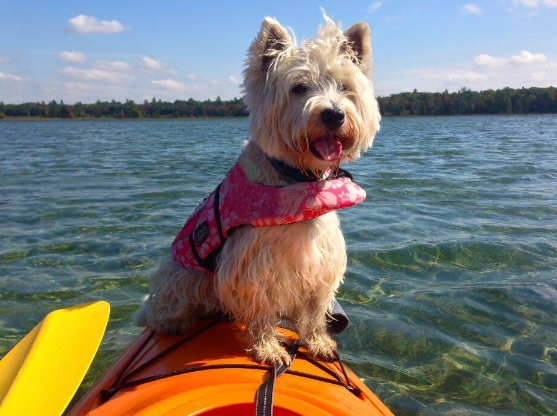 Dog Friendly SUP and Kayaking Adventures in Newquay Harbour, listing photo