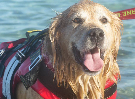 Dog Friendly SUP and Kayaking Adventures in Newquay Harbour, photo 3