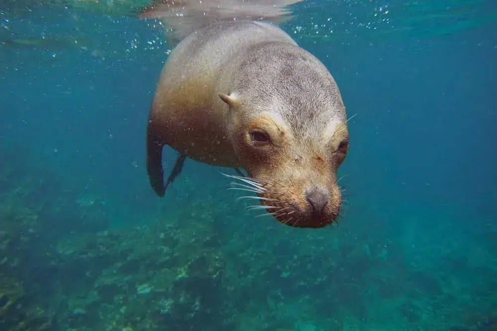 7-Day Galapagos Diving Tour gallery 2