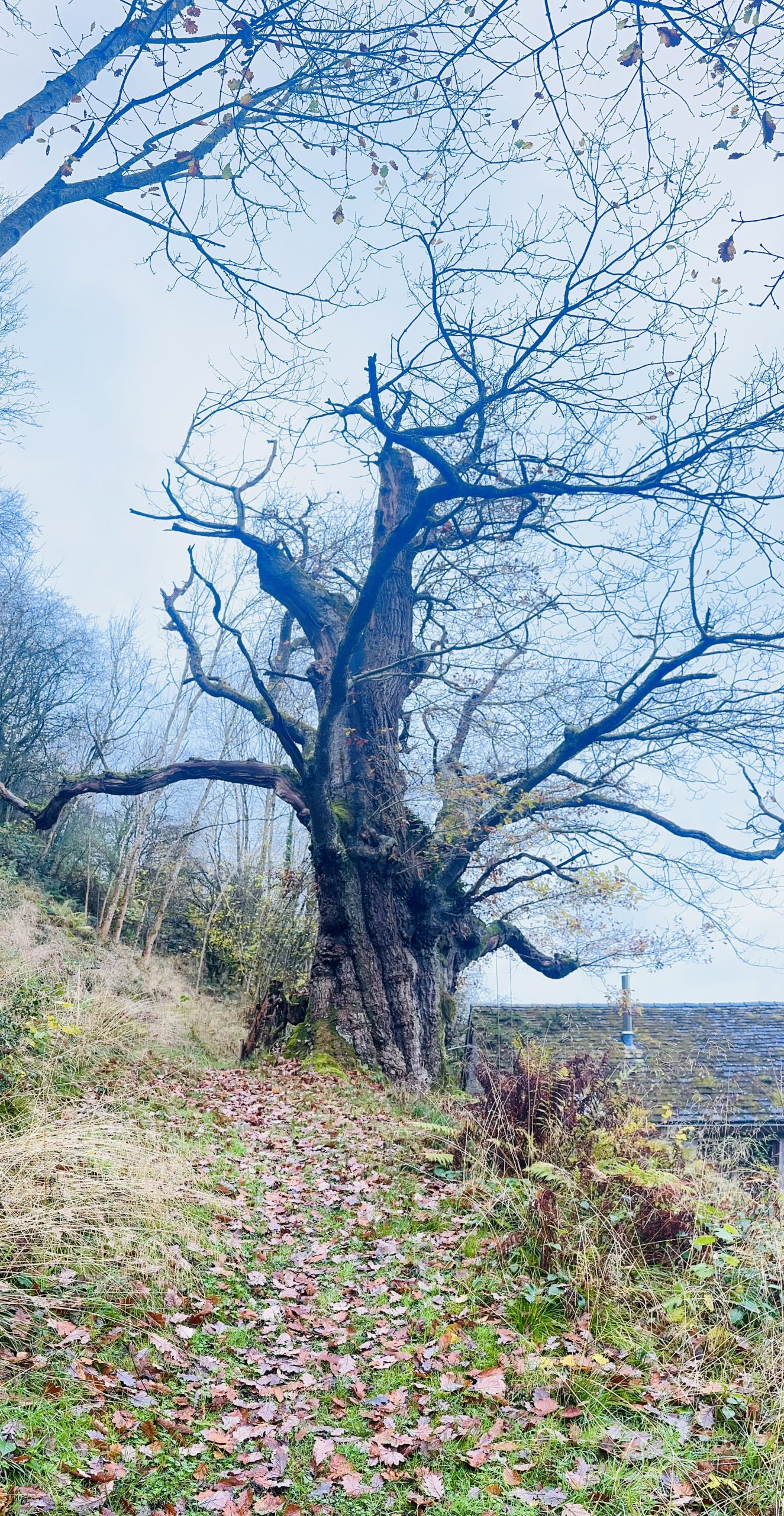 Hay-on-Wye Borders Walk: Forests, Hills, Panoramic Views gallery 6