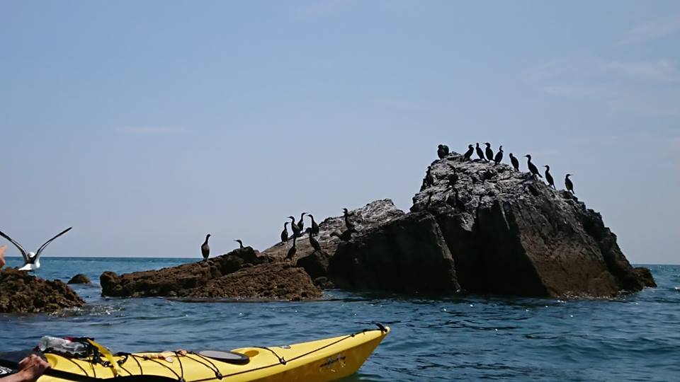 1-Day Advanced Sea Kayaking Course in Torquay, photo 4