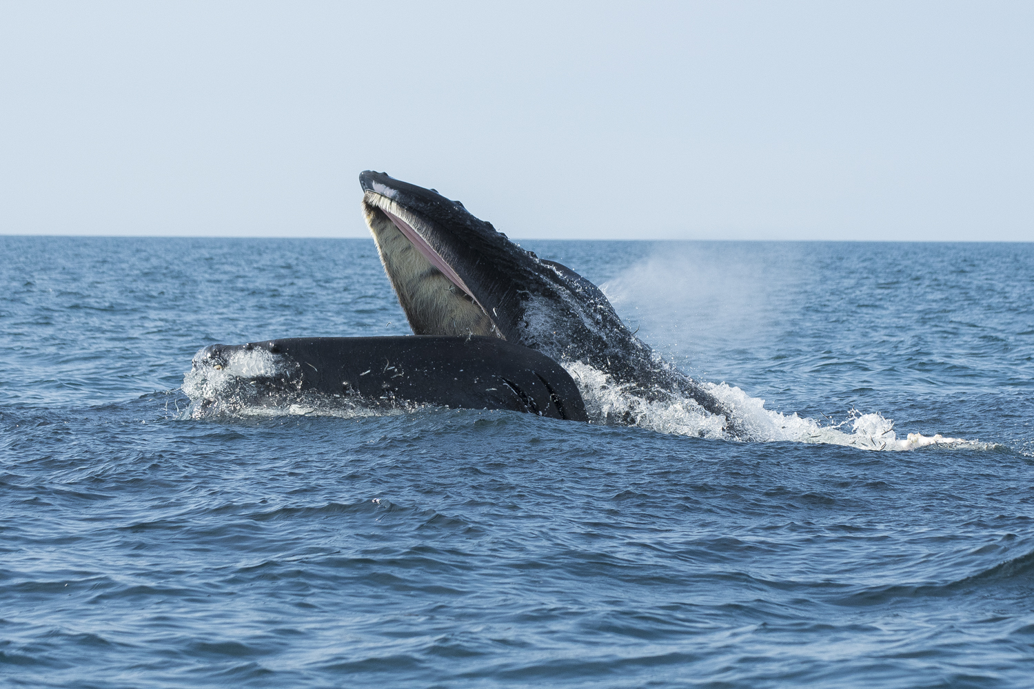 7-Day Basking Shark Snorkelling Trip – Isle of Coll gallery 9