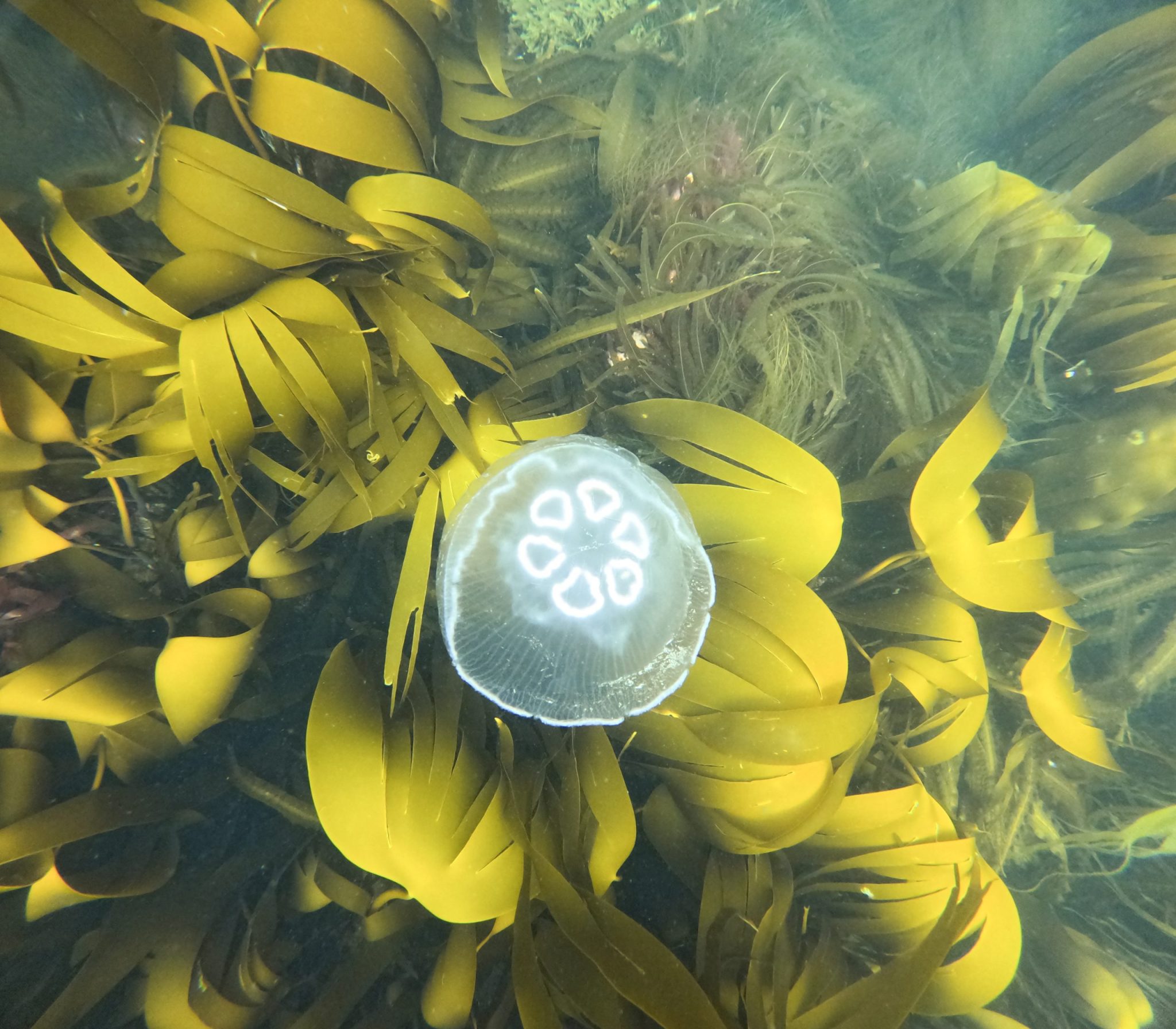 7-Day Basking Shark Snorkelling Trip – Isle of Coll gallery 7