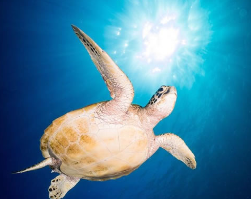 Underwater Diving Digital Photography Courses, photo 4