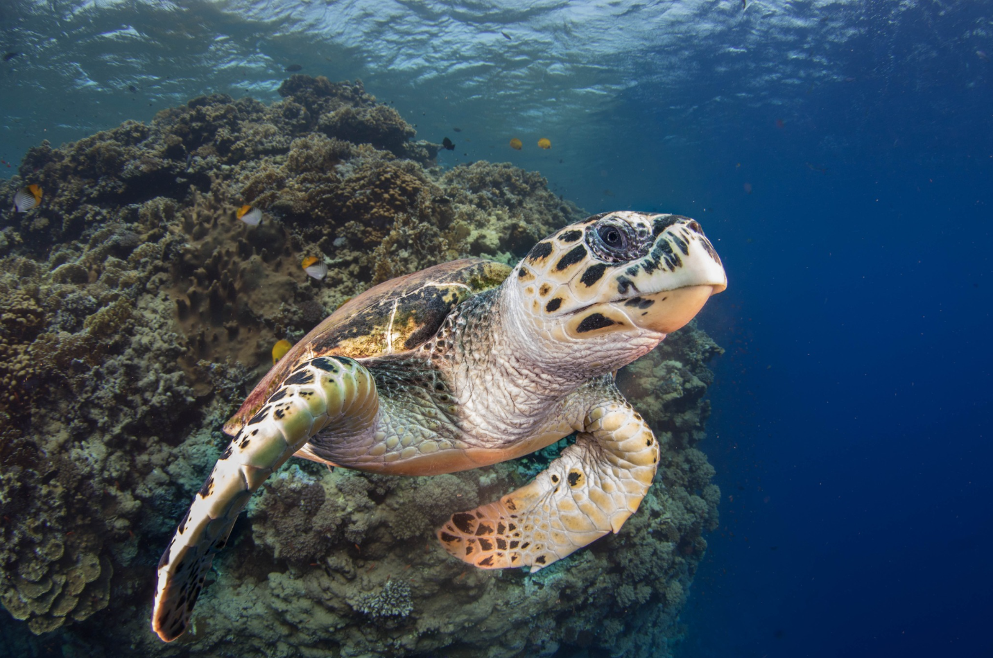 Underwater Diving Digital Photography Courses, listing photo