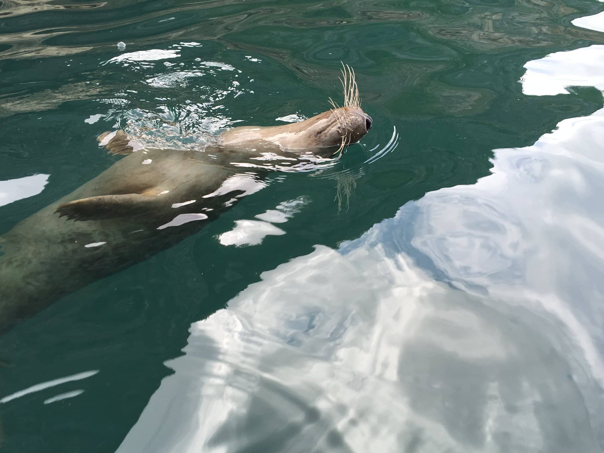 Full Day Guided Kayaking Geopark Sea Safari in Torquay gallery 3