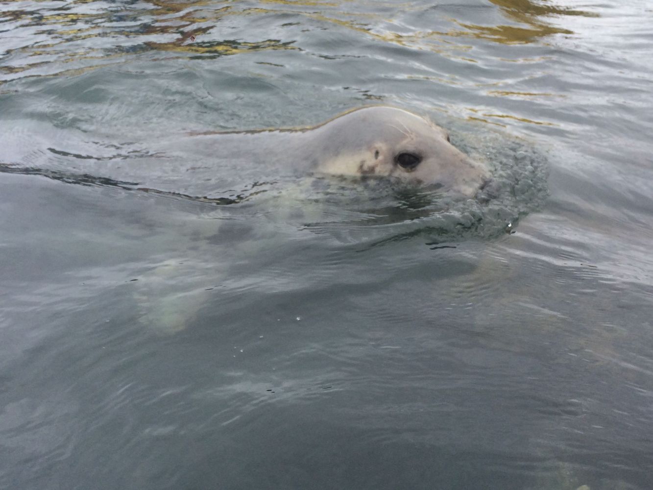 Guided Wildlife and Geopark Cave Kayak Tour in Torquay gallery 4
