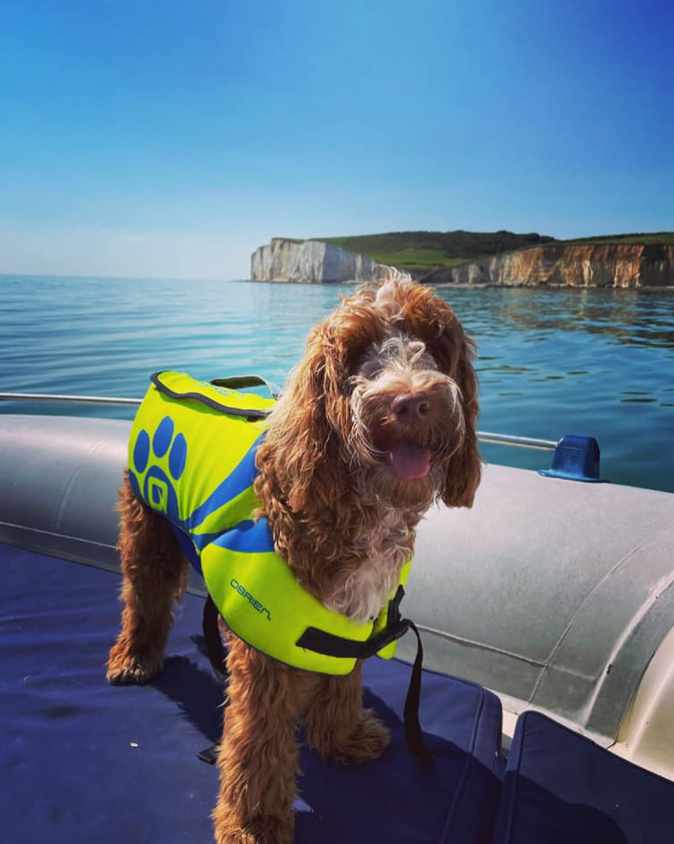 1.5-Hour Powerboat Cruise – Seven Sisters Cliffs, Newhaven gallery 2