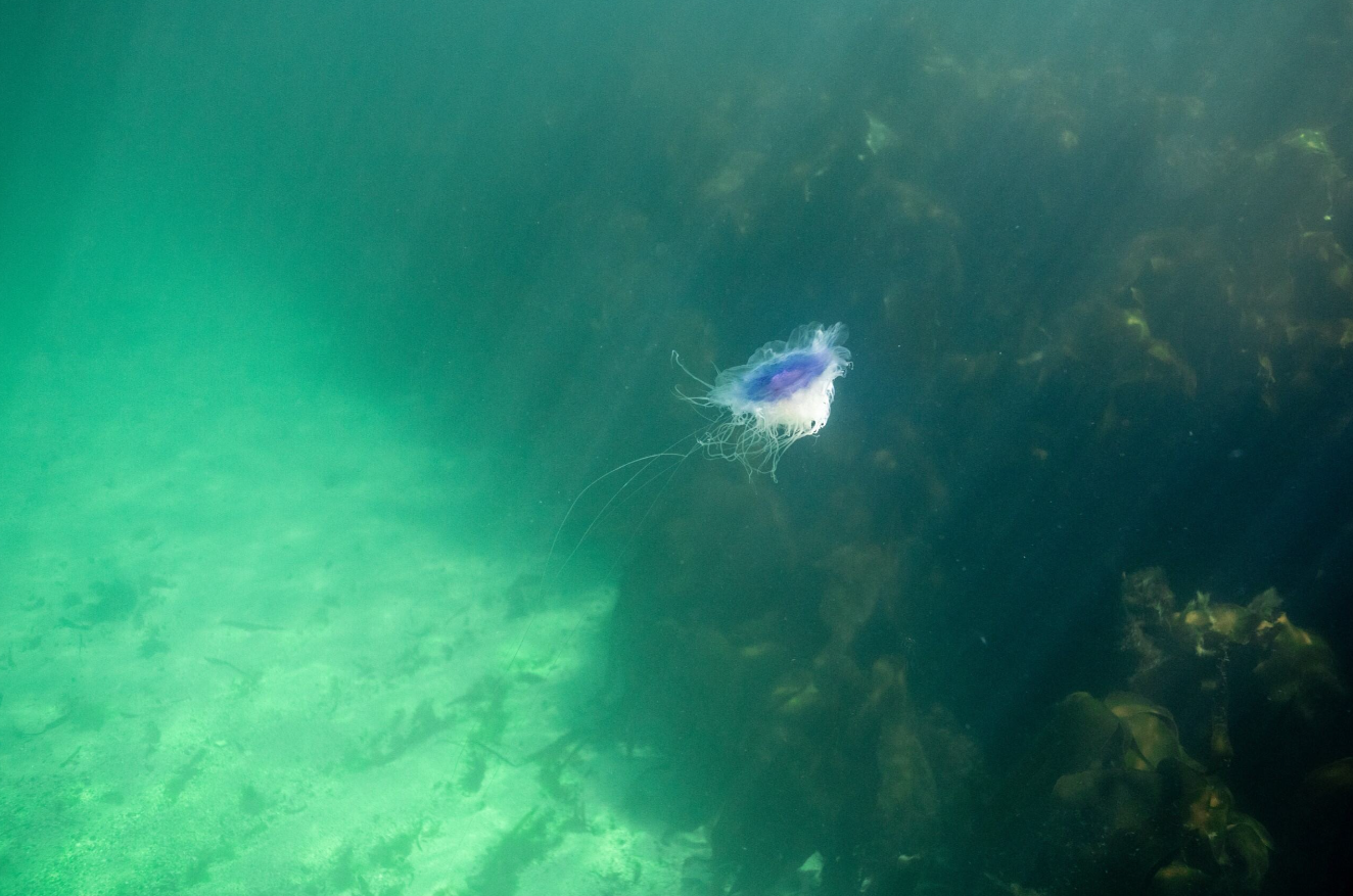 Private Snorkelling Session – Fort William, Scotland gallery 3