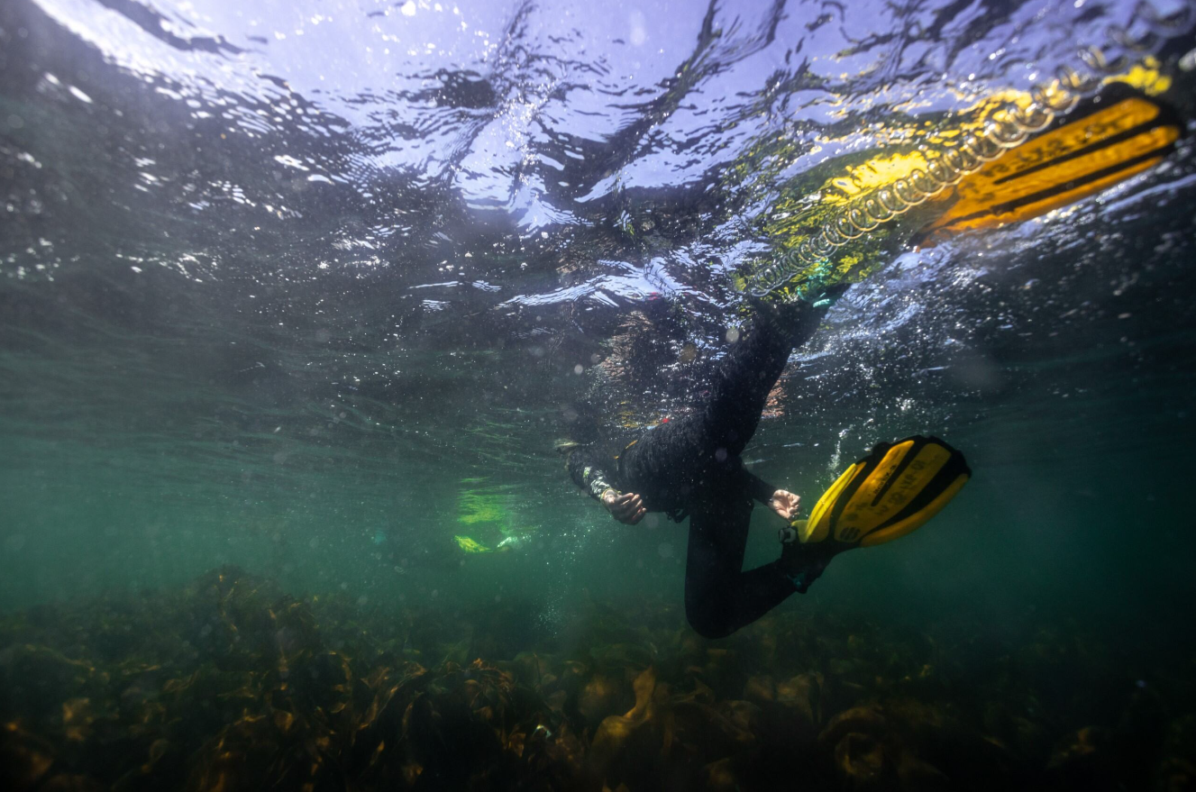 Private Snorkelling Session – Fort William, Scotland gallery 5