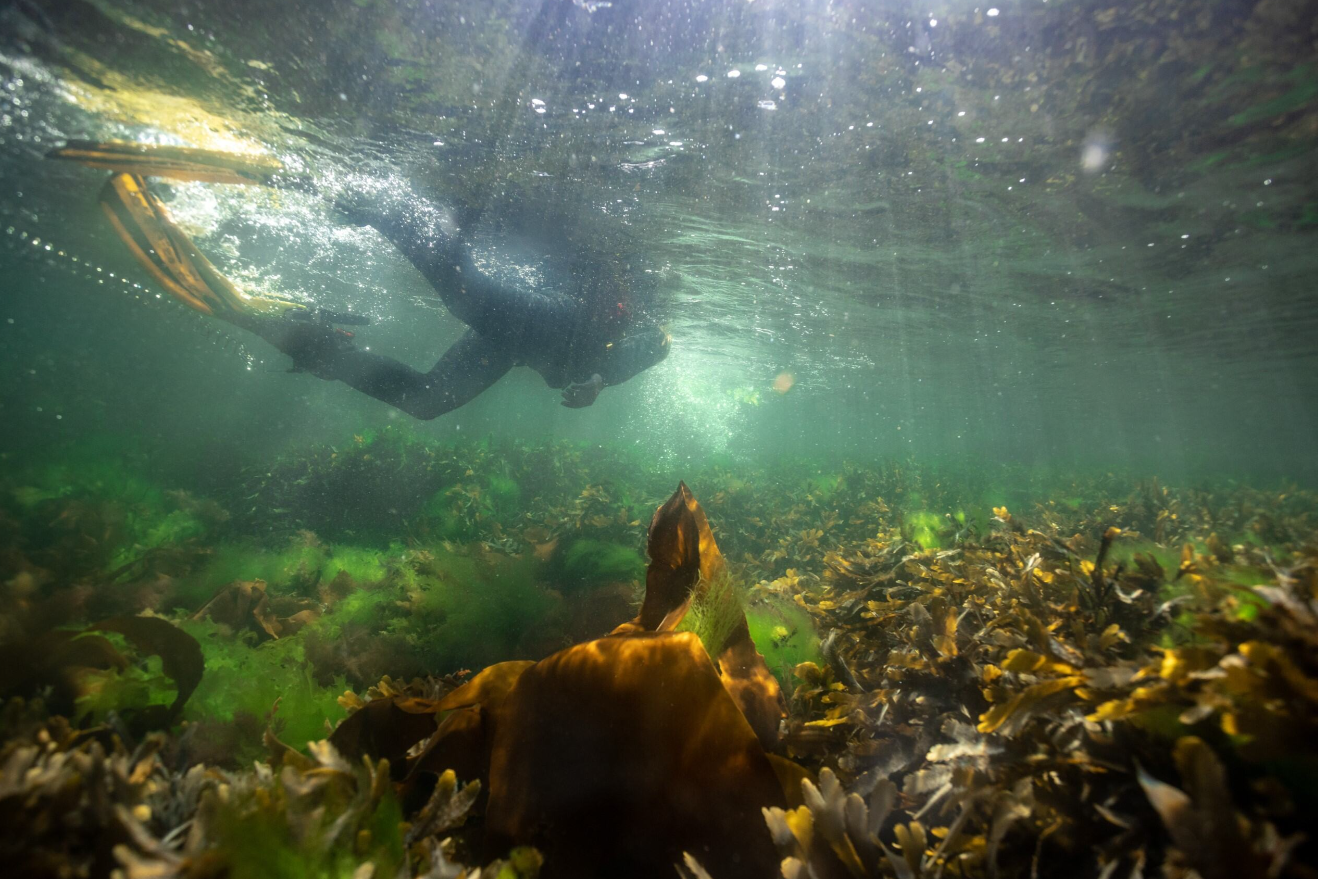 Private Snorkelling Session – Fort William, Scotland gallery 6