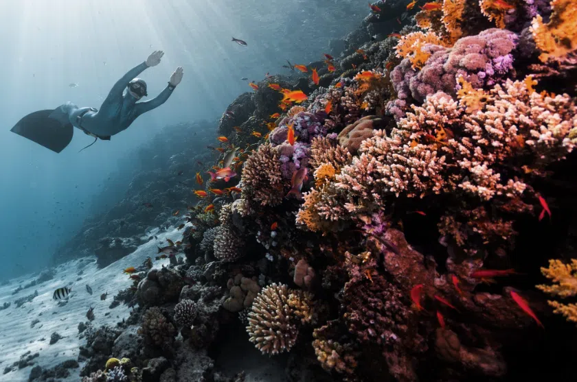PADI Basic Freediver Apnea Course (Part B) - Mercers Lake, photo 4