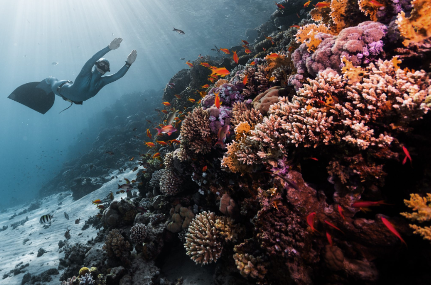 PADI Basic Freediver Apnea Course (Part A), photo 3