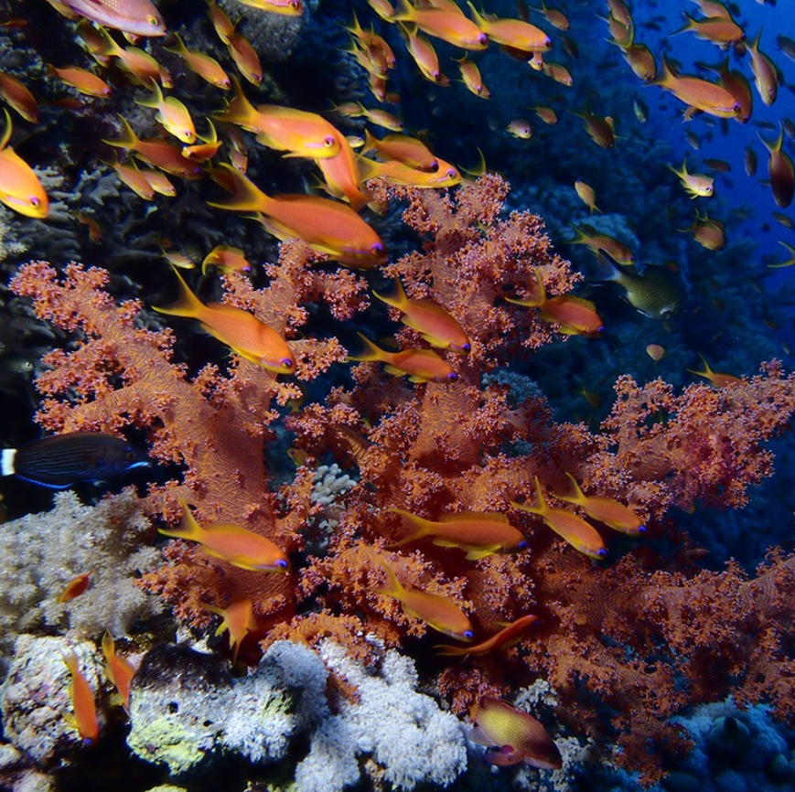 Underwater Diving Digital Photography Courses, photo 2