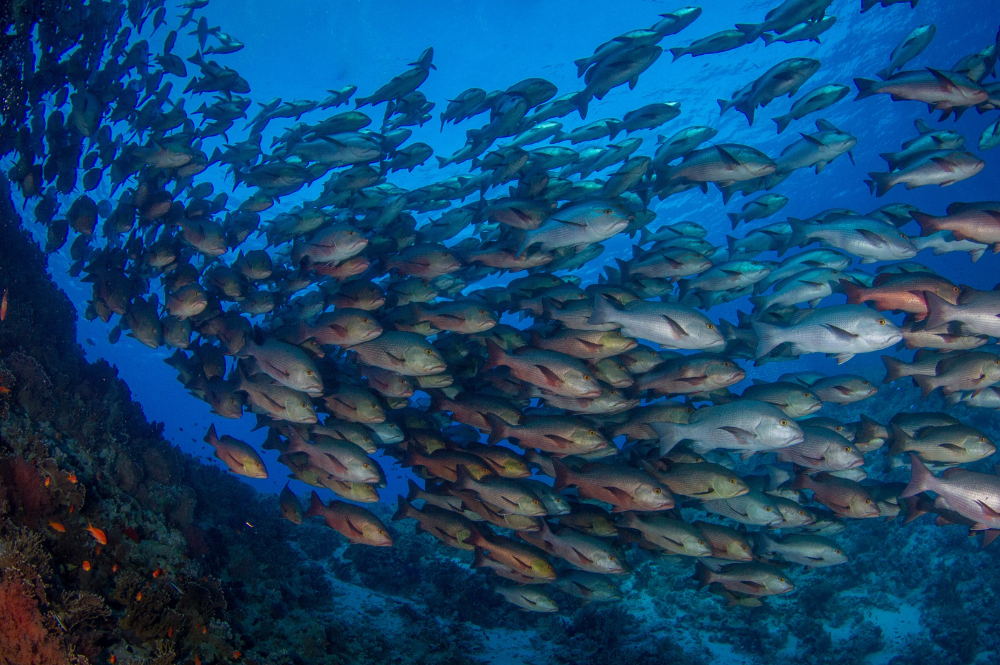 Underwater Diving Digital Photography Courses, photo 3