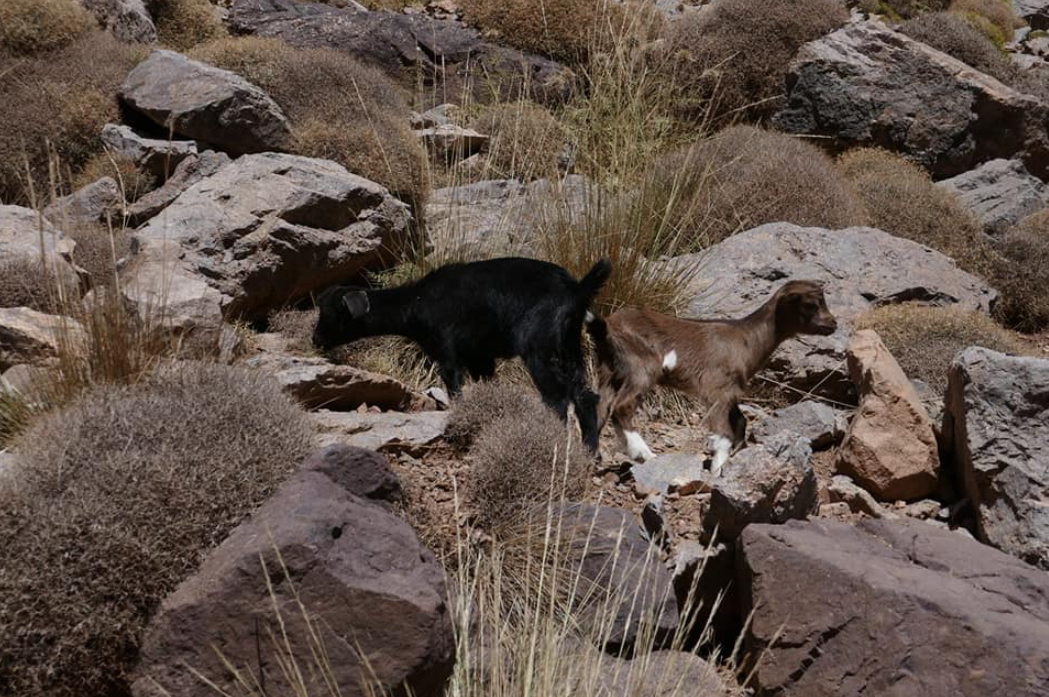 2 Days Atlas mountains trekking (Morrocco) gallery 2