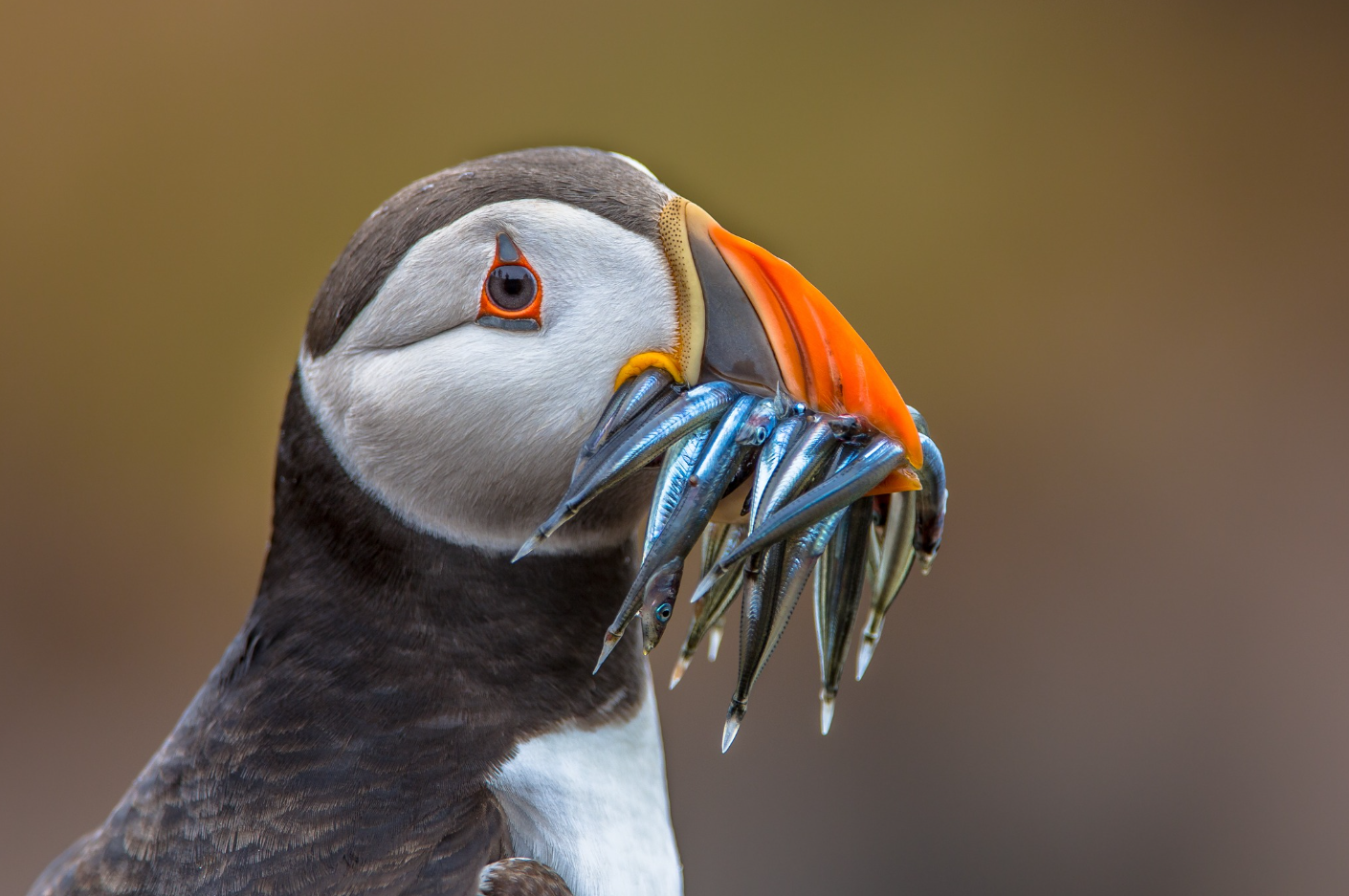 21st-27th July 7-Day Sailing Trip – Puffin & Dolphin Spotting around Mull, Staffa, photo 5