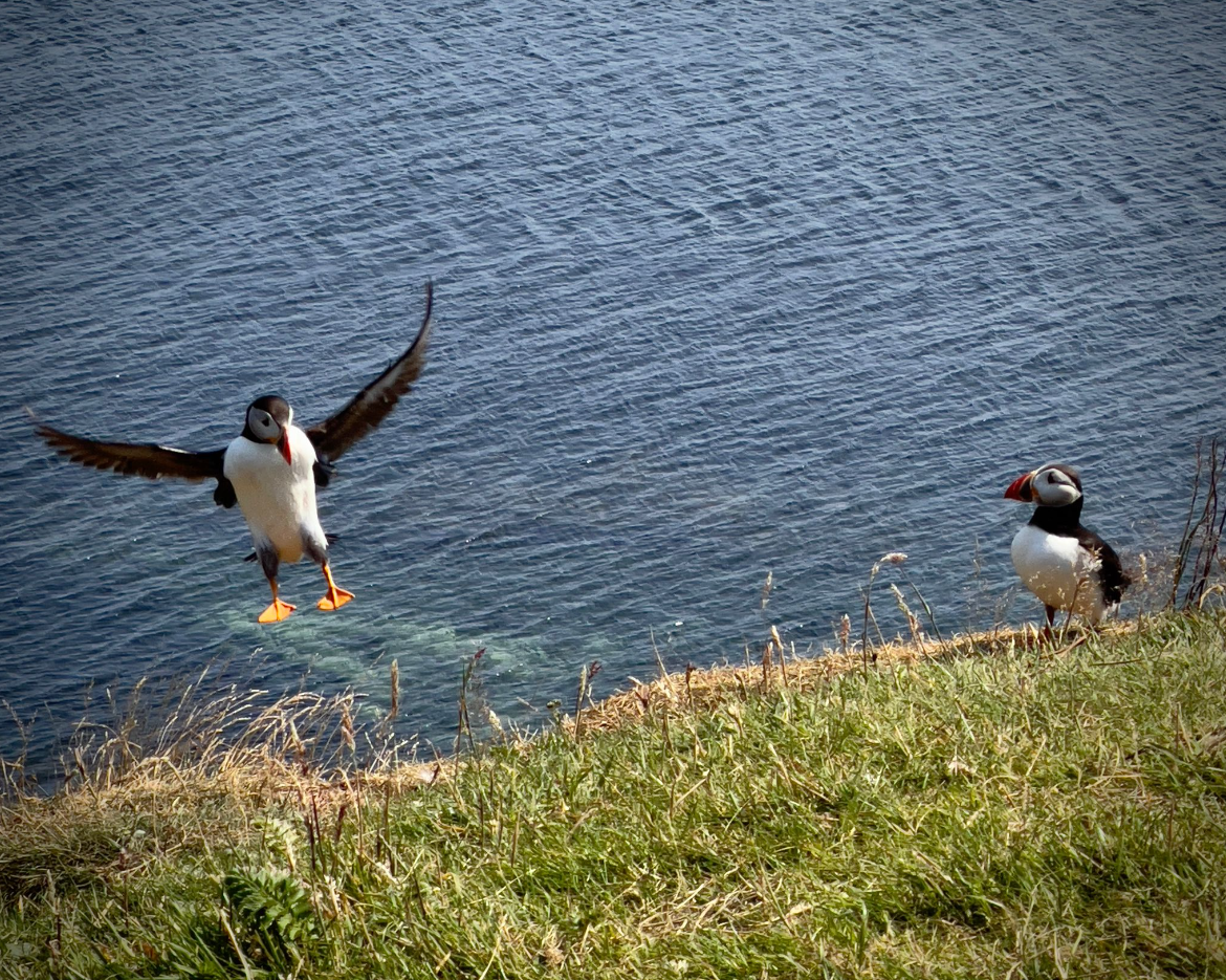 21st-27th July 7-Day Sailing Trip – Puffin & Dolphin Spotting around Mull, Staffa gallery 3