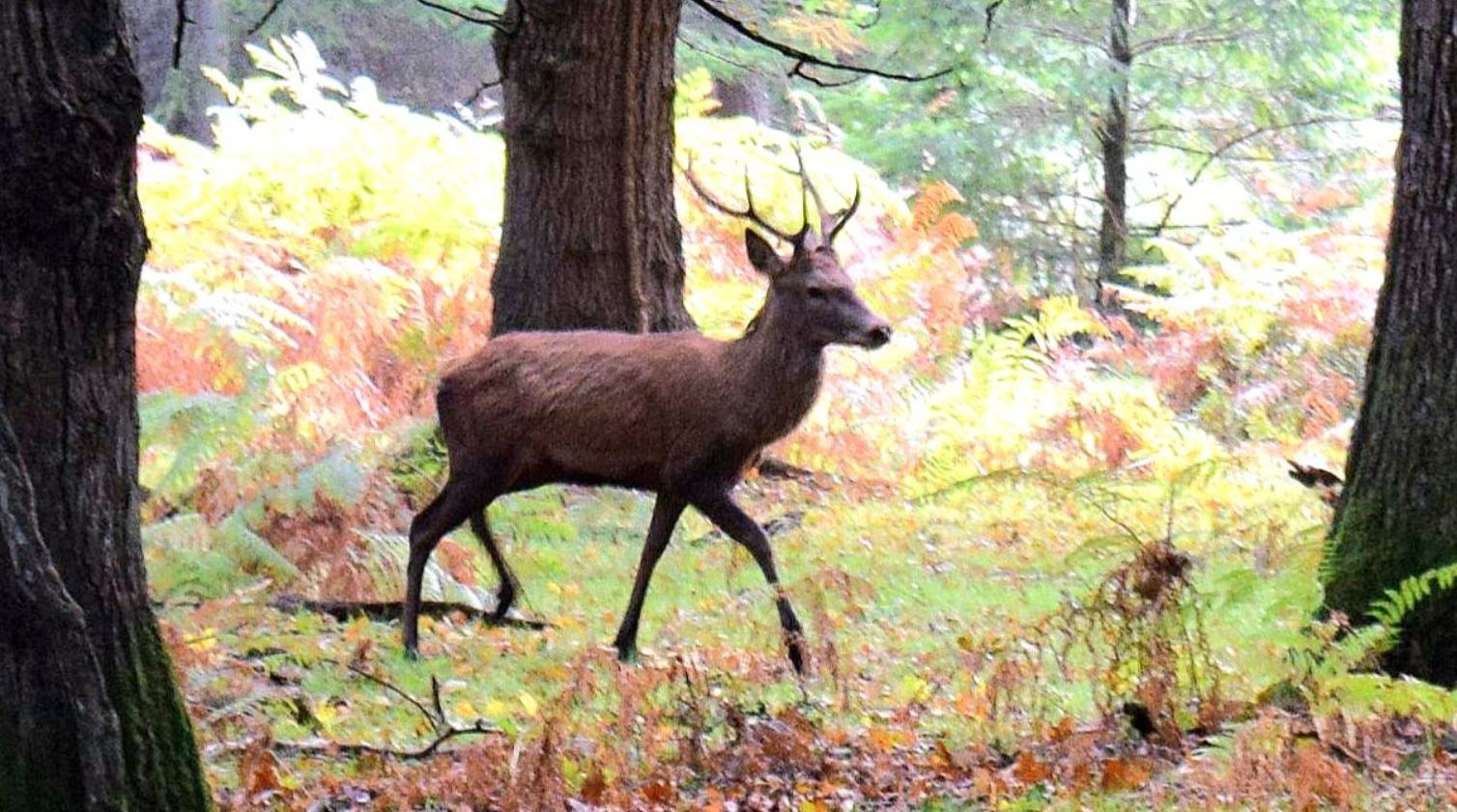 The New Forest Old Railway Line Cycle Tour, photo 4