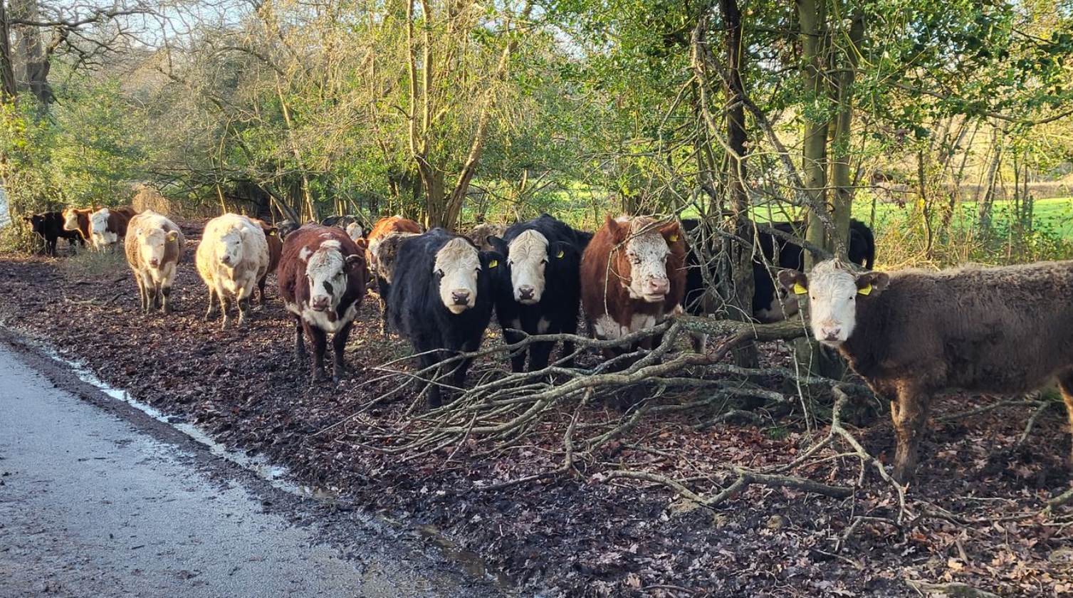 The New Forest Old Railway Line Cycle Tour gallery 5