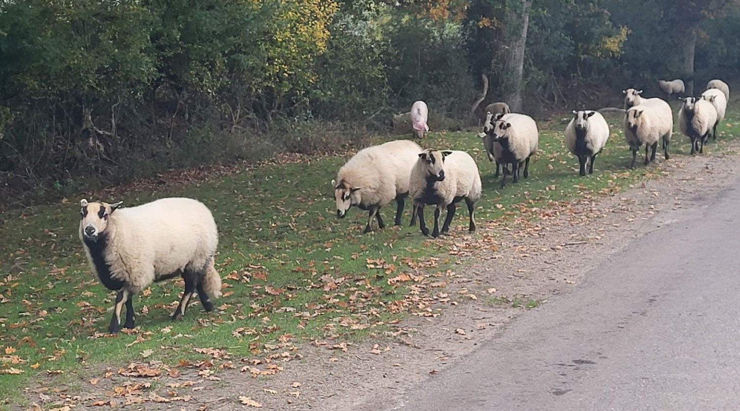 The New Forest Old Railway Line Cycle Tour gallery 6