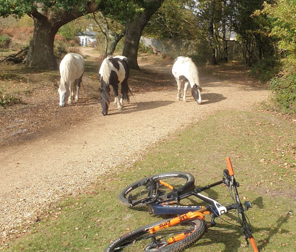 Bespoke Cycling Experience Tours in the New Forest, photo 3
