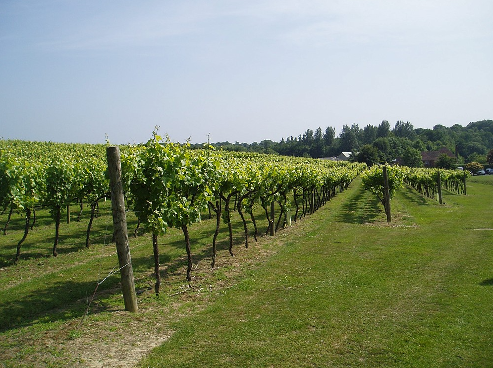 The Kent Vineyards E-Bike Tour, photo 2