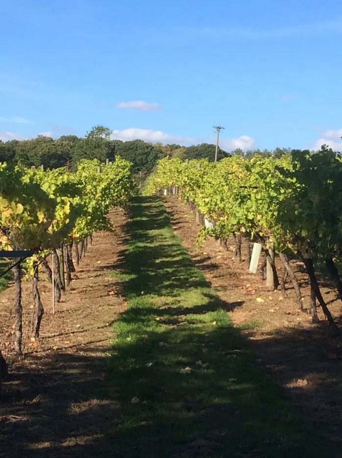 The Kent Vineyards E-Bike Tour gallery 2