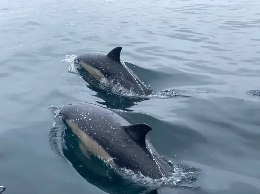 RIB Trip – Falmouth Bay, photo 2