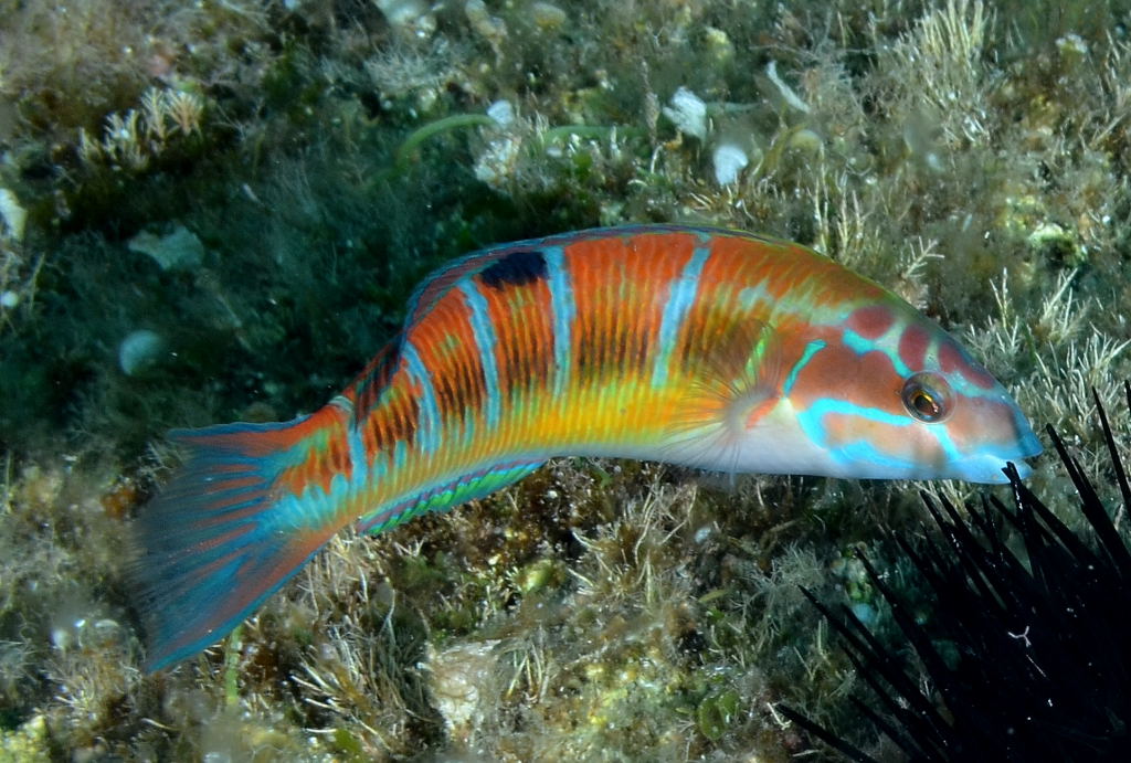 2-Week Divemaster Course on La Maddalena Island gallery 3