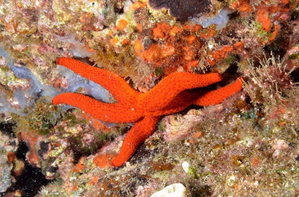2-Week Divemaster Course on La Maddalena Island gallery 4