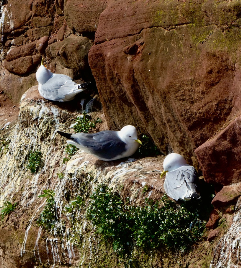 Arbroath Cliff Top Walk - Whiting Ness to Carlingheugh Bay gallery 5