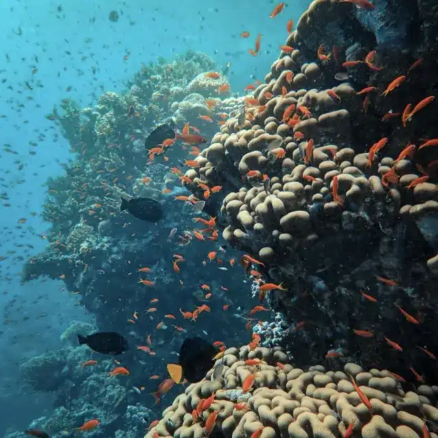 Guided Diving – You Choose The Location gallery 3