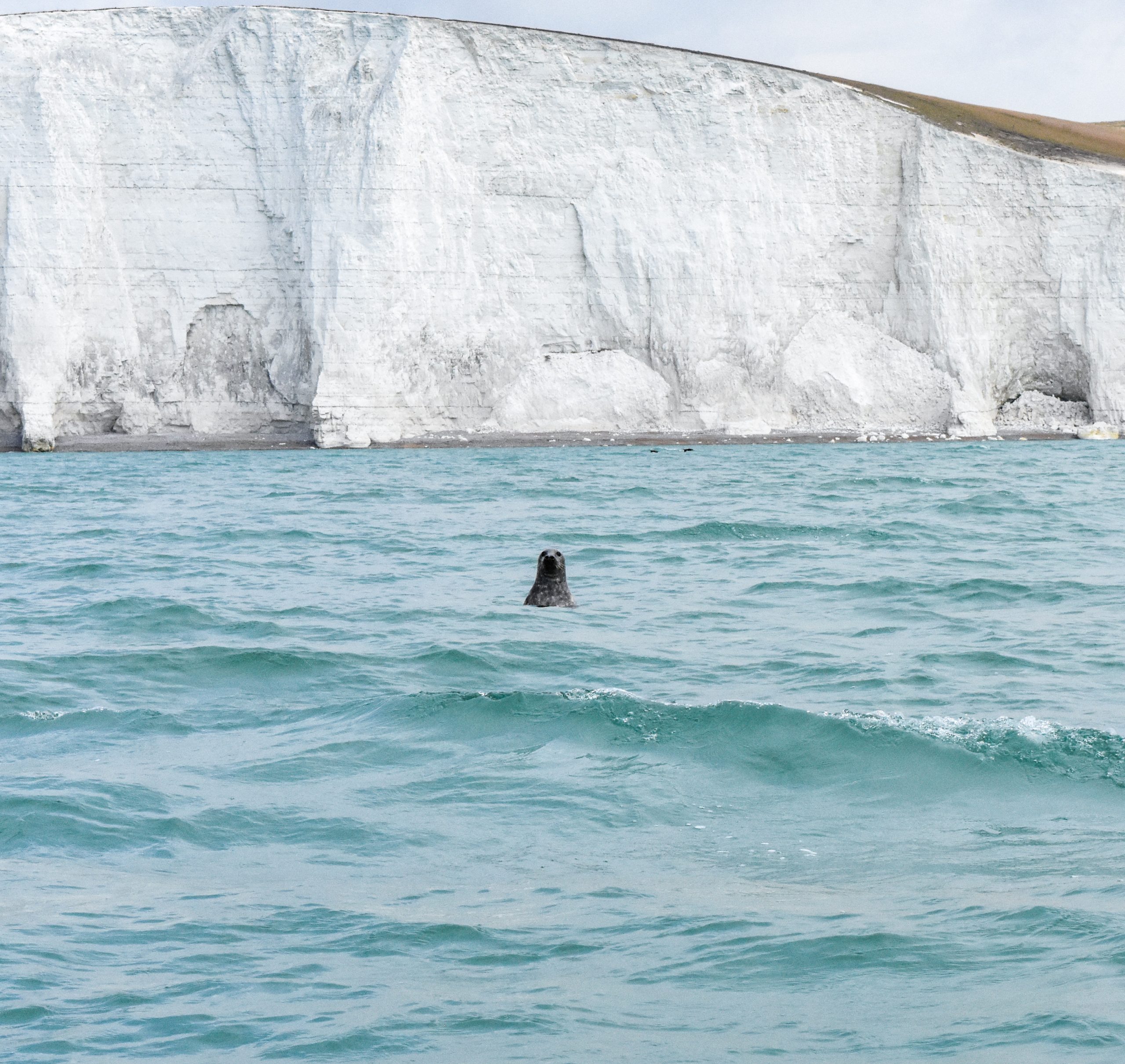1.5-Hour Powerboat Cruise – Seven Sisters Cliffs, Newhaven gallery 4