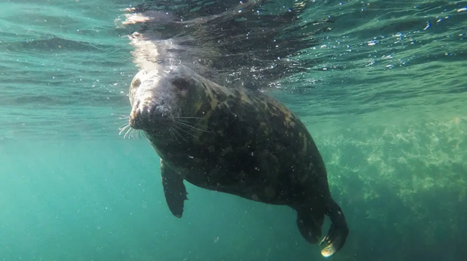 Eco-Kayaking Tour in Newquay, photo 2