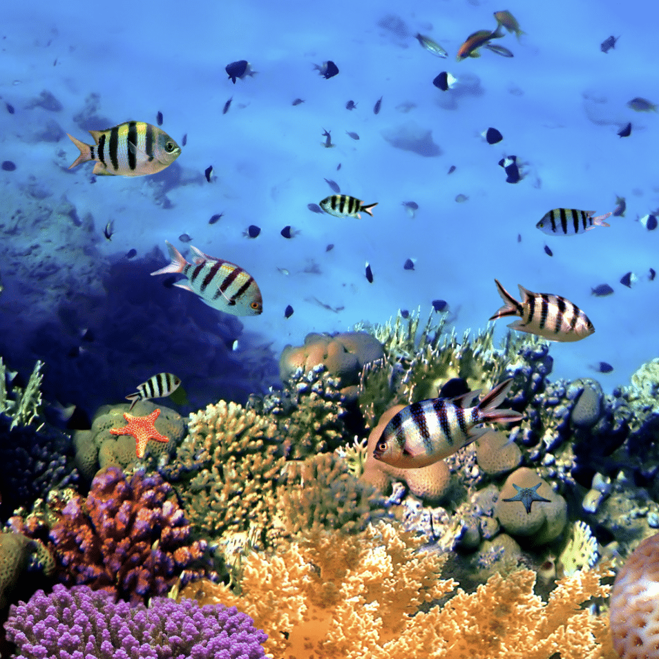 Coral Reef Conservation Course, photo 2
