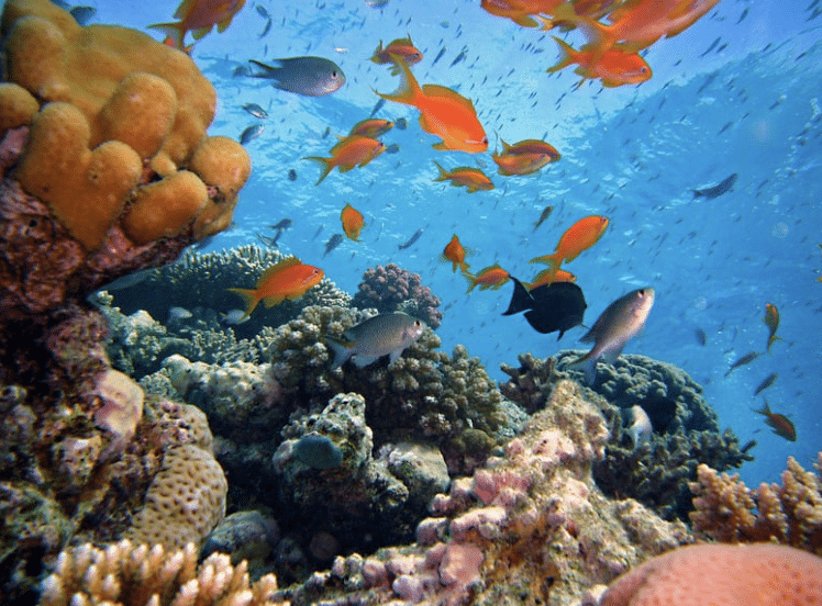 Coral Reef Conservation Course, photo 3