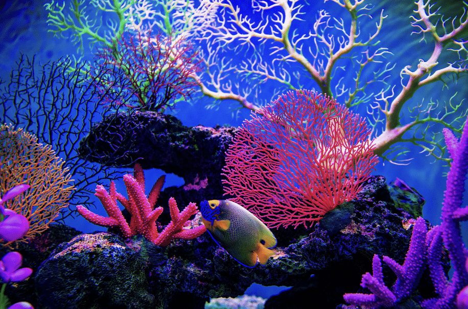 Coral Reef Conservation Course, photo 4