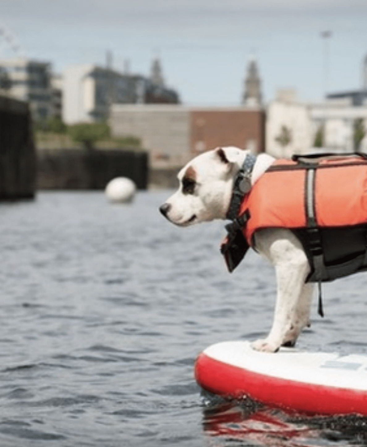 Private SUP Session at Liverpool’s Royal Albert Docks gallery 6