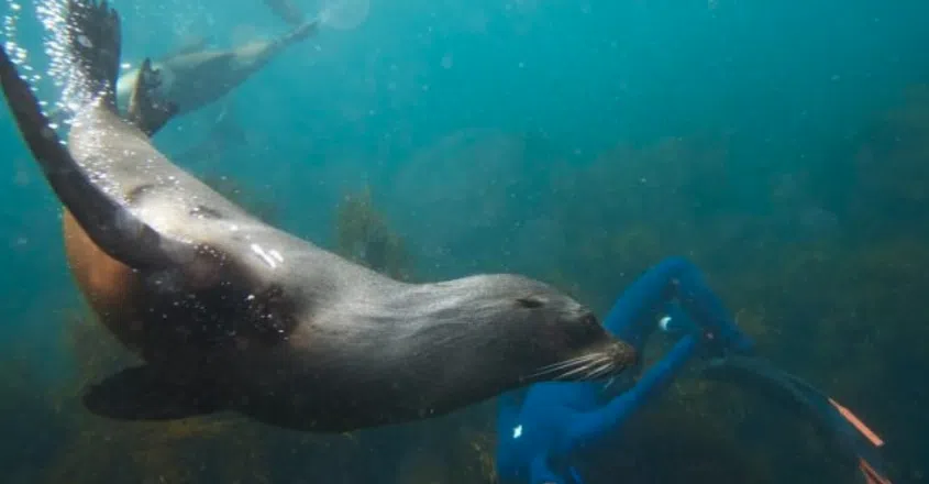 Boat Snorkel Tour from Portrush Harbour, photo 4